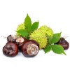 horse chestnut, horse chestnut, crushed fruit, aesculus hippocastanum