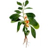 ashwagandha root, ашваганда корен, индийски жен шен корен млян, ашваганда ползи, ашваганда употреба, ашваганда адаптоген