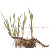 marsh calamus, calamus, acorus, calamus root, calamus, sweet flag, root, marsh calamus healing properties