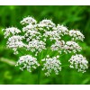 anise herb, anise price, anise benefits, anise blood
