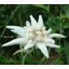 edelweiss, leontopodium alpinum, herbs from Switzerland