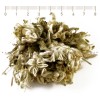 edelweiss herb, mountain edelweiss, edelweiss healing properties, edelweiss herb price