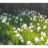 ирис билка, Iris Germanica herb, root
