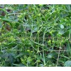 common madder herb, rose madder root price, dyer's madder for gallstones, dyer's madder tea root