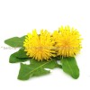 dandelion leaf, dandelion stalk, taraxacum officinale, herbs for constipation and hemorrhoids