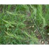 Wild Asparagus herb, Asparagus officinalis, Wild Asparagus treatment