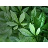 Jiaogulan herb, gynostemma stalk, gynostemma pentaphyllum, gynostema action
