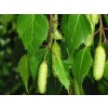white birch, Betula pendusa Roth, fringe, white birch, birch bud, white birch for rheumatism and gout, detox tea