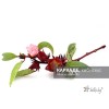 roselle whole, hibiscus color whole, herbal tea roselle whole