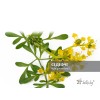 Ruta, Ruta herb price, Rue for shortness of breath and gout