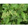 audible root, Chenopodium bonus-henricus, audible root for constipation, boils, infected wounds, edema and internal bleeding