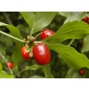 dogwood fruit, dogwood price, dogwood herb, dogwood tea, Cornelian Cherry herb