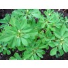 fenugreek, stem, trigonella foenum-graecum,fenugreek seeds benefits