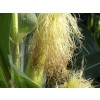 cornsilk,corn hair,stigmata maydis,corn hair slimming corn contracted  