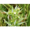 common gromwell, lithospermum officinale,stones in the kidneys