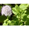 mint leaf, mint benefits, mint useful properties, mint application