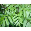 Ash tree herb, mountain Ash healing properties, Ash Leaf tea, Ash Leaf price, Ash Leaf for constipation