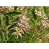 glycyrrhiza glabra,  licorice herb, licorice herb root, licorice root chopped, licorice price, licorice application, licorice gastritis