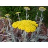 yellow yarrow, achillea millefolium, stem, flower,  hemorrhoids