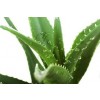 aloe vera leaf, aloe barbadensis, aloe vera for drinking, aloe vera benefits