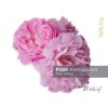 petal flower, rose flower herb, rose herb price, rose oil application
