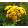 tansy herb, tansy stalk price, lily of the valley tea, tansy stalk with color for migraine