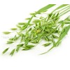 Green oats, chopped stalk, avena sativa, herb greens, green oats price, green oats benefits, antidepressant, nervousness, irritability