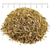 Willow small flowered herb, Epilobium parviflorum, stem, HERB TM