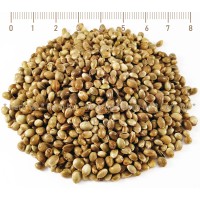 Cannabis seeds, hemp seeds, Cannabis Sativa, seeds, HERB TM