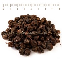 Blackthorn, Prunus spinosa, HERB TM