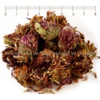 Red Clover, Trifolium pratense, flower, HERB TM