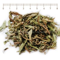 Stevia Leafs Tea, Sweetleaf Natural Stevia, Stevia rebaudiana, HERB TM