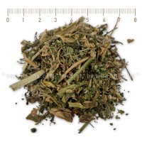 Mexican Ambrosia Tea, Spice and Antiparasitic Tea, Chenopodium ambrosioides