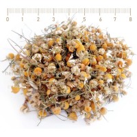 Camomile, chamomile flowers and leafs tea, Matricaria chamomilla, flower, HERB TM