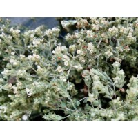White Oregano, Origanum vulgare L., stem, HERB TM