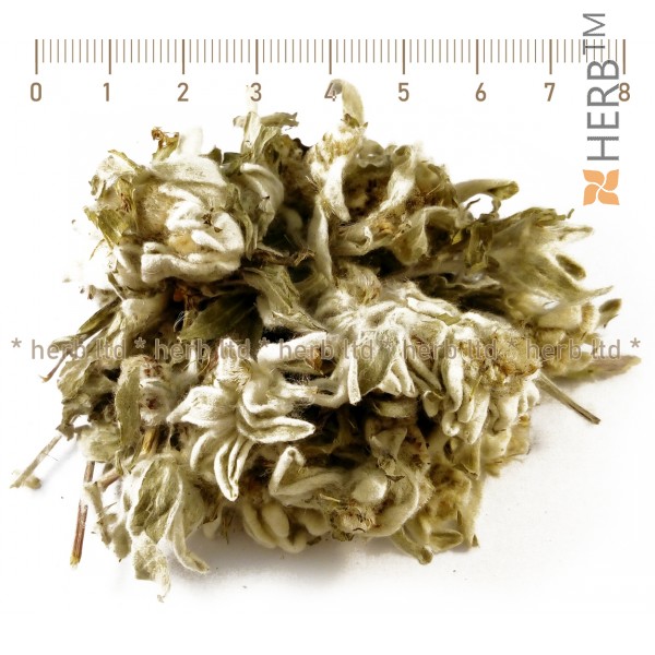 Edelweiß, Leontopodium alpinum, Kräuter aus der Schweiz