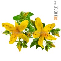 Johanniskraut, Johanniskraut-Tee, Hypericum Perforatum L., Kräuter Blüten