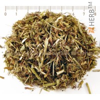 Wirbeldost Tee, Clinopodium Vulgare L., Kräuter Stängel