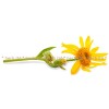 Arnica Montana Kraut, Arnica Montana, Arnica Montana Tee, Arnica Montana Preis