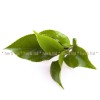 grüne Teeblätter, loser Sencha-Tee, Camellia sinensis, Sencha-Tee-Eigenschaften