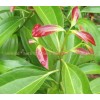 Ceylon Zimtrinde, Cinnamomum verum, Cinamomum zeylanicum, Zimtzigarren Preis