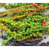 grüne Pfefferkörner, Obst, Piper Nigrum, grüne Pfefferkörner Preis