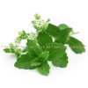 Stevia Blätter, Stevia, süßes Kraut, Stevia Preis