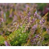 Besenheide, Tee, Calluna Vulgaris,Kräuter Blüten Mit Kräuter Stängel