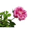 ölhaltige rosa, aus kasanlak, aromatisch, Blüte, Kräuter Blüten, Gemahlenes Kraut