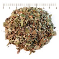 Elfenblume, Epimedium Brevicornum, Kräuter Stängel