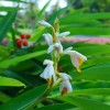 галангал растение, alpinia officinarum, alpinia galangal