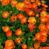 calendula officinalis, календула, невен ползи, невен венчилистчета, невен употреба