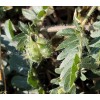 Tribulus terrestris, goat's-head, bindii, stem with burs