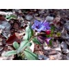 Pulmonaria officinalis, медуница, цвете, Медуница цена, Медуница, билка, лечебни свойства